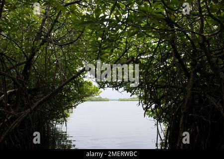 Balapitiya, Madu Ganga, Südprovinz, Sri Lanka, Mangrovenhöhlen Stockfoto