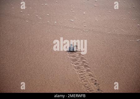 Induruwa und Kosgoda, Südprovinz, Sri Lanka, neu geschlüpfte Schildkröten, die auf das Meer zugehen Stockfoto