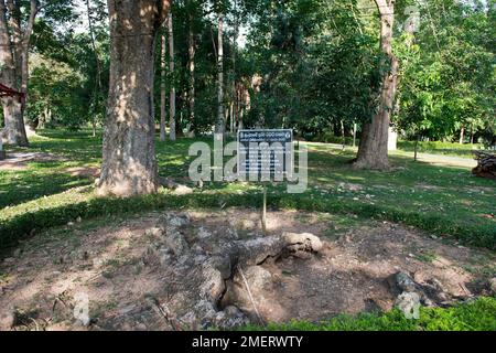 Gampaha, Sri Lanka, Westprovinz, botanischer Garten Henarathgoda Stockfoto