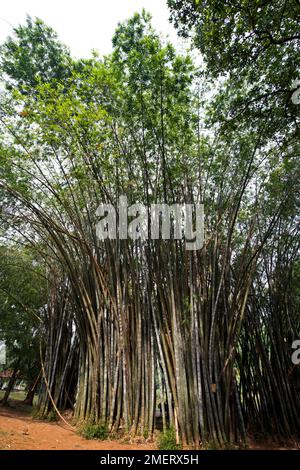 Central Province, Giant Bamboo Trees, Peradeniya, Peradeniya Botanical Gardens, Sri Lanka Stockfoto