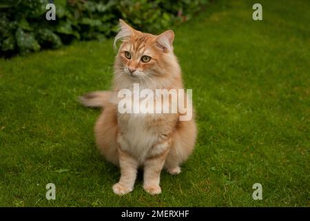 Norwegische Waldkatze Stockfoto