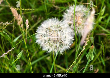 Löwenzahn im Gras Stockfoto