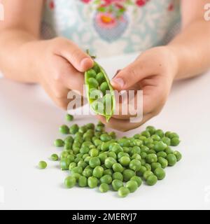 Mädchen Erbsen drücken aus einem Pod Stockfoto