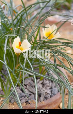 Crocus Chrysanthus 'Cream Beauty' Stockfoto
