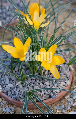 Crocus x luteus „Golden Yellow“ Stockfoto