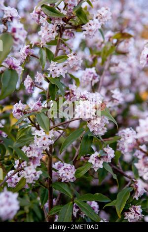 Daphne Bholua 'Jacqueline Postill' Stockfoto