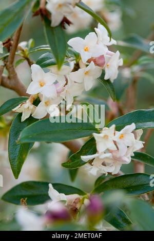 Daphne Bholua 'Alba' Stockfoto