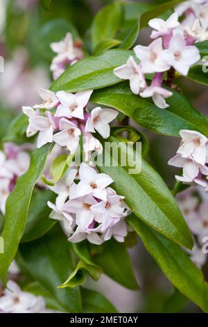 Daphne Bholua 'Jacqueline Postill' Stockfoto