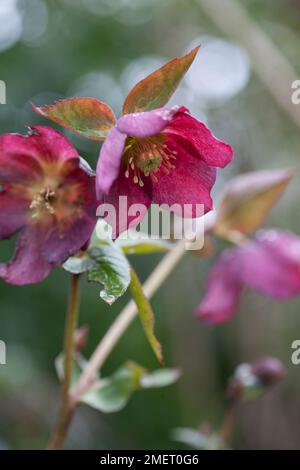 Helleborus x hybrida Stockfoto