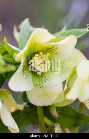 Helleborus x hybridus „Yellow Lady“ (Lady Series) Stockfoto