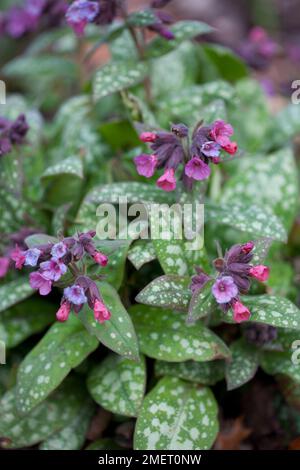 Pulmonaria Longifolia 'Bertram Anderson' Stockfoto