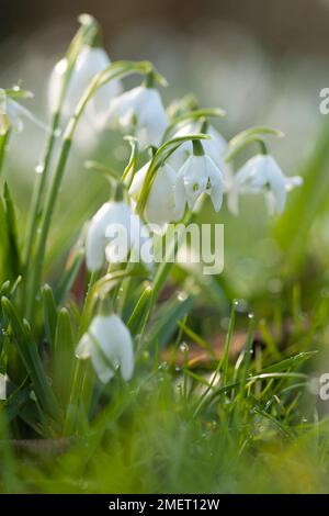 Galanthus nivalis f. pleniflorus „Lady Elphinstone“ Stockfoto