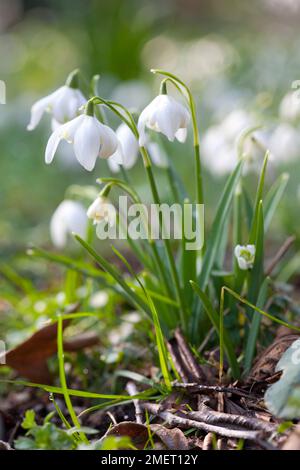 Galanthus nivalis f. pleniflorus „Lady Elphinstone“ Stockfoto