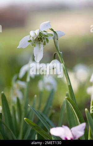 Galanthus nivalis f. pleniflorus „Lady Elphinstone“ Stockfoto