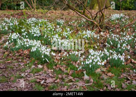 Galanthus reginae-olgae subsp. Vernalis (Schneeglöckchen) Stockfoto