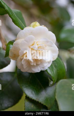 Camellia japonica „Nobilissima“ (japanische Kamelie) Stockfoto