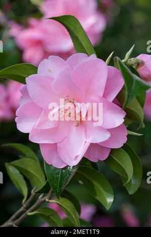 Camellia x williamsii „Daintiness“ Stockfoto