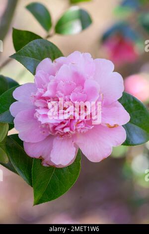 Camellia x williamsii „Elsie Jury“ Stockfoto
