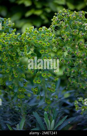 Euphorbia Characias 'Black Pearl' Stockfoto