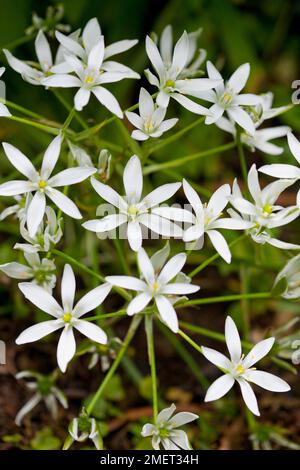 Ornithogalum nutans (Stern-of-Bethlehem) Stockfoto