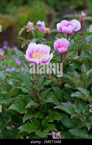 Paeonia Mascula Subspecies russoi Stockfoto