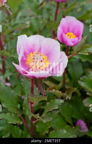 Paeonia mascula subsp. Russoi (Wilde Pfingstrose) Stockfoto