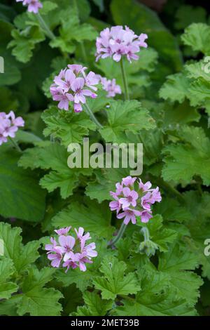 Pelargonium 'Attar of Roses' Stockfoto