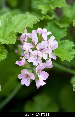 Pelargonium 'Attar of Roses' Stockfoto