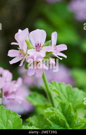 Pelargonium 'Attar of Roses' Stockfoto