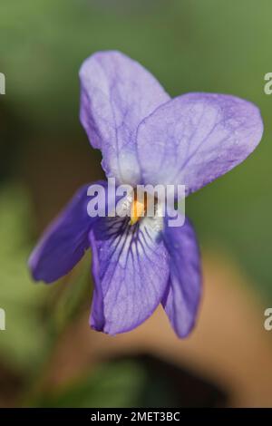 Holzviolett (Viola odorata), Emsland, Niedersachsen, Deutschland Stockfoto