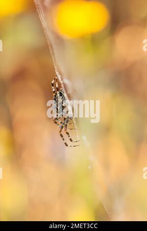 Europäische Gartenspinne (Araneus diadematus), die im warmen Licht der Abendsonne inmitten des Netzes sitzt und auf Beute wartet, Naturgarten Stockfoto