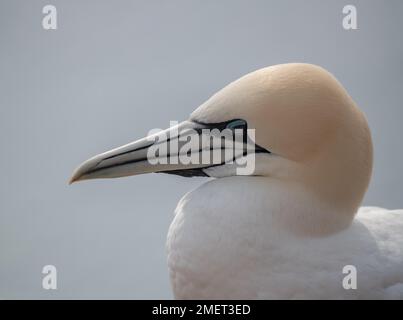 Nördliche Gannet (Morus bassanus), Vogelruhe, Nahaufnahme des Kopfes, Helgoland, Schleswig-Holstein, Deutschland Stockfoto