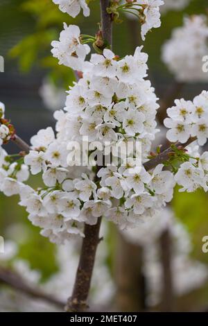 Prunus avium „Stella“ Stockfoto