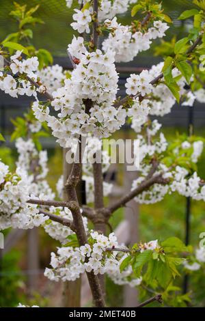 Prunus avium „Stella“ Stockfoto