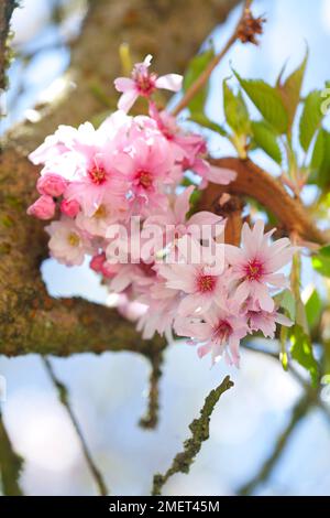 Prunus X subhirtella 'Autumnalis Rosea' Stockfoto