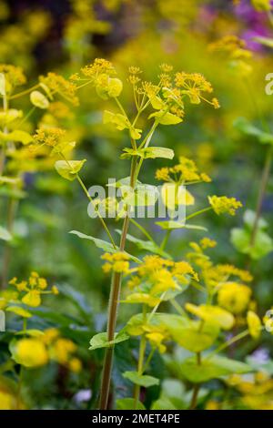 Smyrnium perfoliatum (Perfoliat Alexanders) Stockfoto