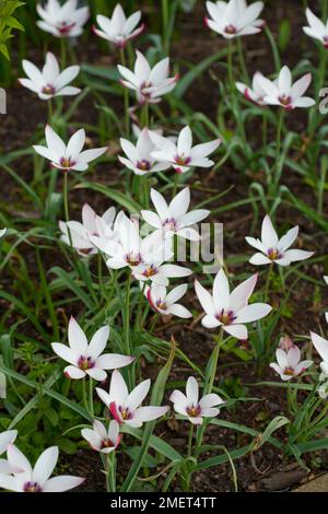 Tulipa „Pfefferminztich“ Stockfoto