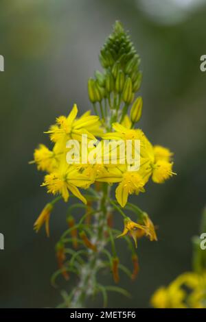 Bulbine frutescens „Hallmark“ Stockfoto