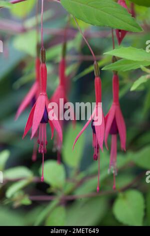 Fuchsia magellanica var gracilis „Aurea“ Stockfoto