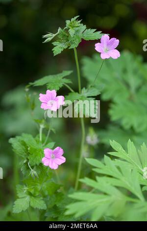 Geranium x Oxonianum „Rose Clair“ Stockfoto