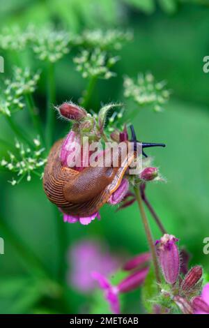 Schnecke auf Geraniumpflanze, Gartenschädling Stockfoto