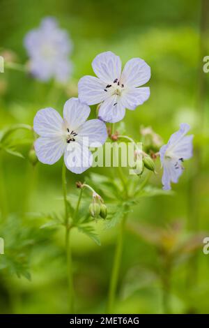 Geranium x Oxonianum „Wargrave Pink“ Stockfoto