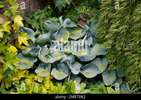 Hosta Abiqua Trinkgourd Stockfoto