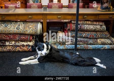 London, Großbritannien. 24. Januar 2023 Der Collie eines Ausstellers entspannt sich vor einem Stand auf der Winter Decorative Fair, der größten und am längsten geführten Design- und Kunstmesse der Hauptstadt. Feine und formelle Antiquitäten, Design aus dem 20. Jahrhundert von den 1700er bis in die 1970er Jahre, werden bis zum 29. Januar von 120 Ausstellern im Evolution London im Battersea Park angeboten. Kredit: Stephen Chung / Alamy Live News Stockfoto