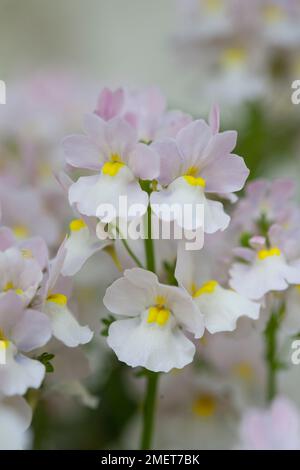 Nemesia "Wisley Vanilla" Stockfoto