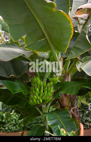 Musa Acuminata "Dwarf Cavendish" Stockfoto