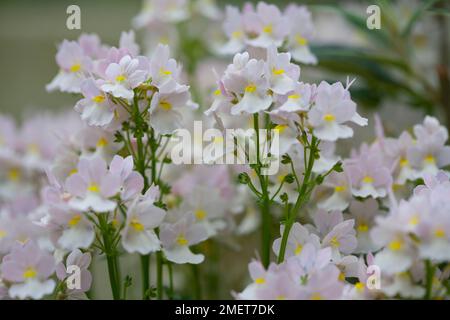 Nemesia "Wisley Vanilla" Stockfoto