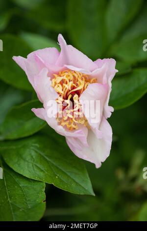 Paeonia lactiflora (Chinesische Pfingstrose, Gemeine Gartenpfingstrose) Stockfoto