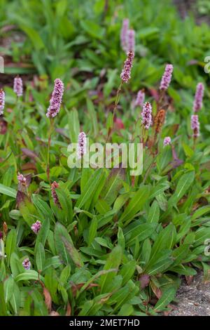 Persicaria affinis „Darjeeling Red“ Stockfoto