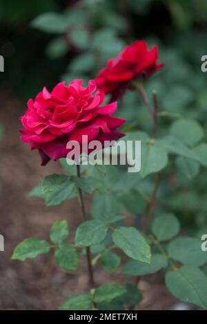 Rosa "Tiefes Geheimnis" Stockfoto